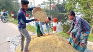 সুনামগঞ্জ বোরো ধান মাড়াই